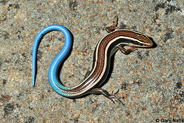 western skink graphic